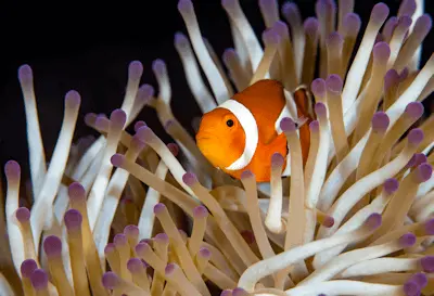 Symbiose entre l'anémone heteractis magnifica et le poisson-clown